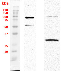 SUN1,2 (nuclear envelope protein) (Arabidopsis thaliana) in the group Antibodies Plant/Algal / Compartment Markers / Nuclear marker at Agrisera AB (Antibodies for research) (AS15 2856)